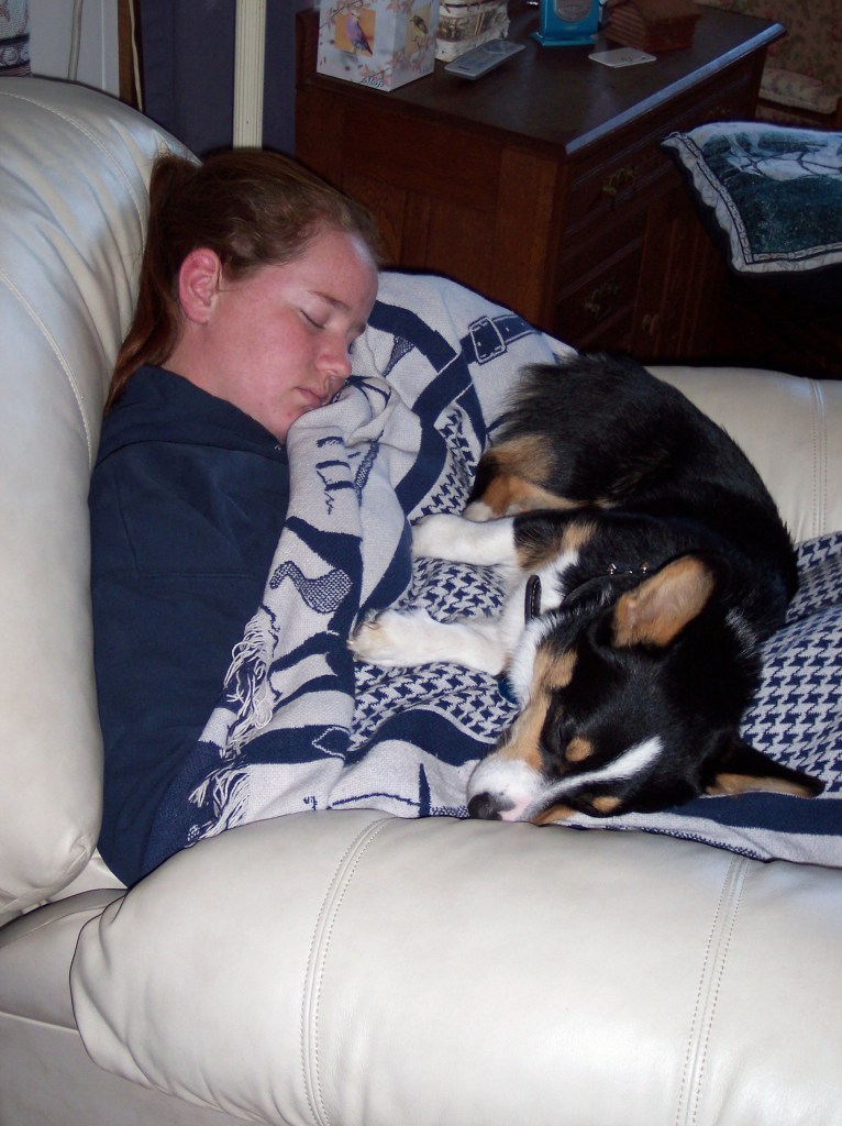 Black-headed tricolor Pembroke Welsh Corgi