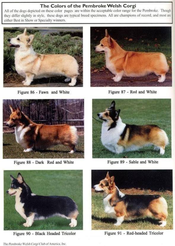 A great chart to show the colors of Pembroke Welsh Corgis
