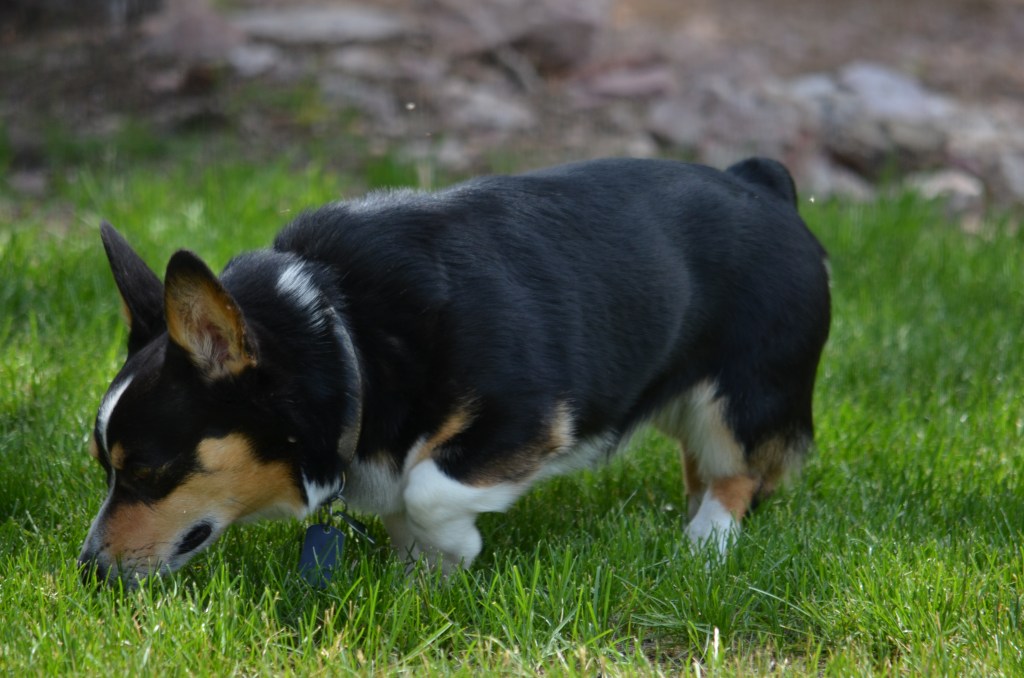 Black-headed tricolor Pembroke Welsh Corgi