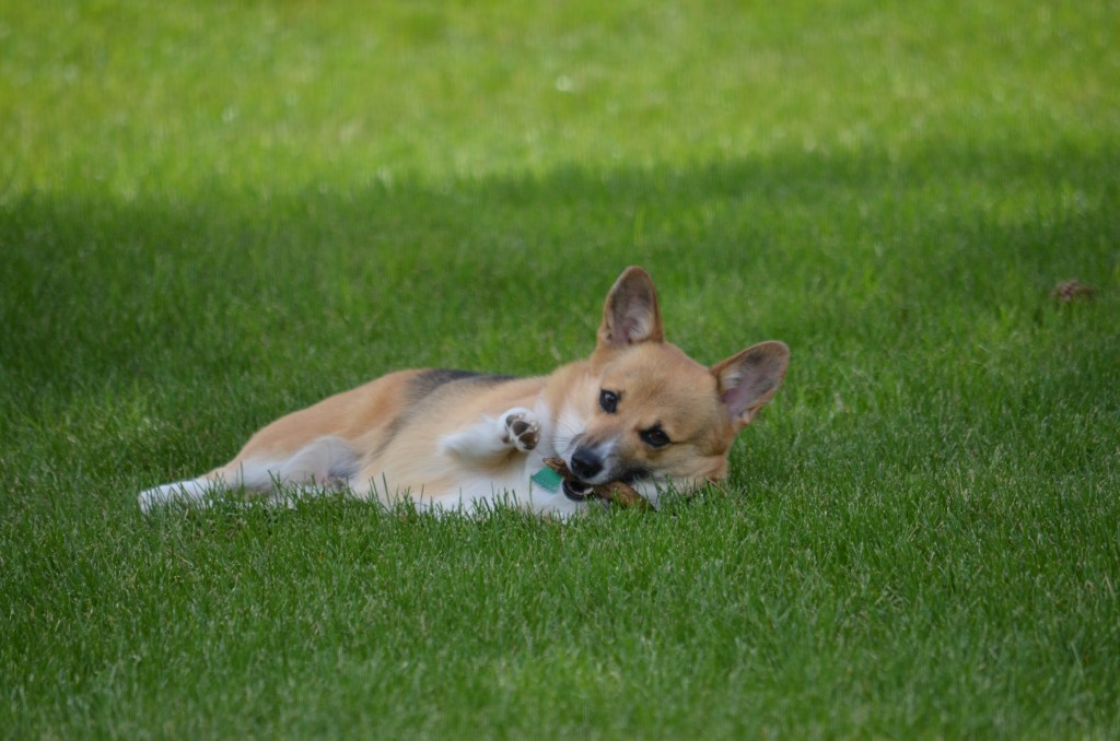 Redheaded tricolor Pembroke Welsh Corgi