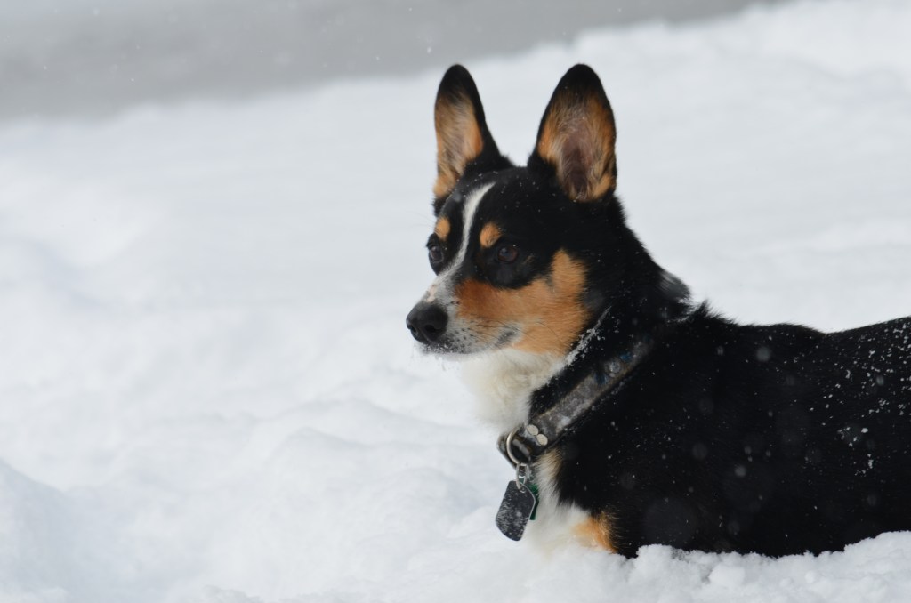 Black-headed tricolor Pembroke Welsh Corgi