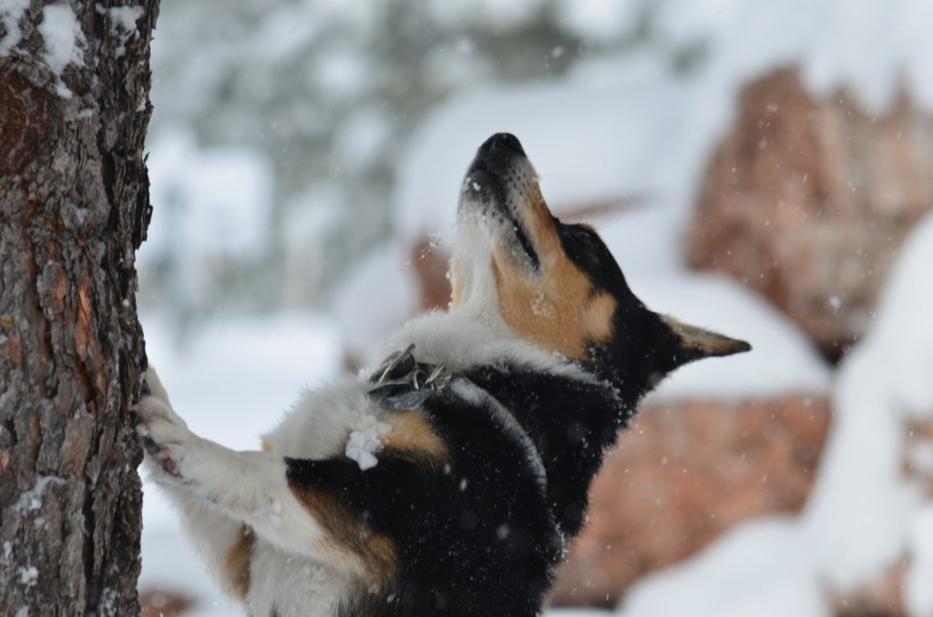 Black-headed tricolor Pembroke Welsh Corgi
