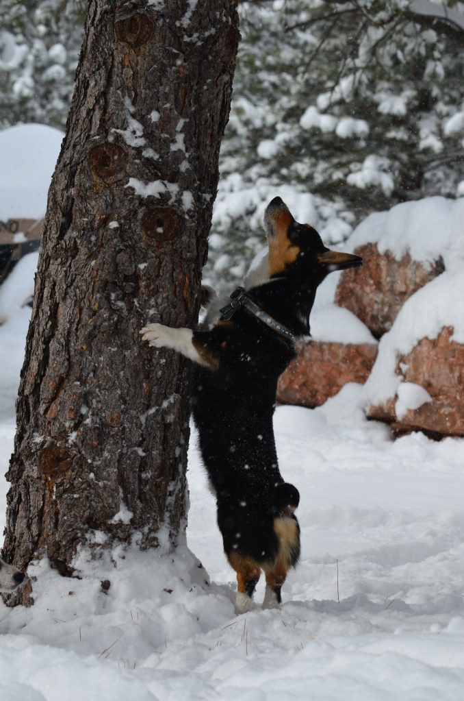 Black-headed tricolor Pembroke Welsh Corgi