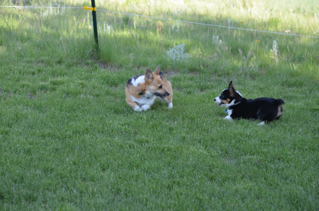Redheaded tricolor Pembroke Welsh Corgi