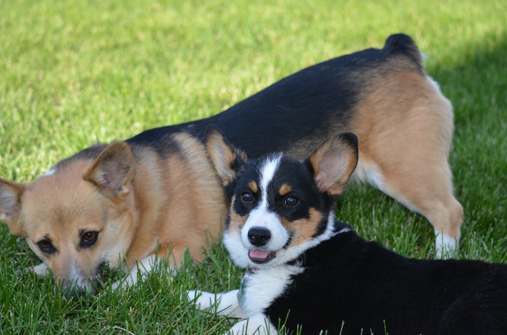 Redheaded tricolor Pembroke Welsh Corgi