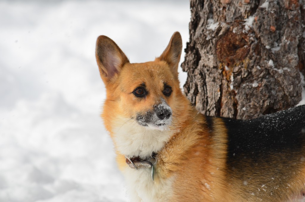 Redheaded tricolor Pembroke Welsh Corgi