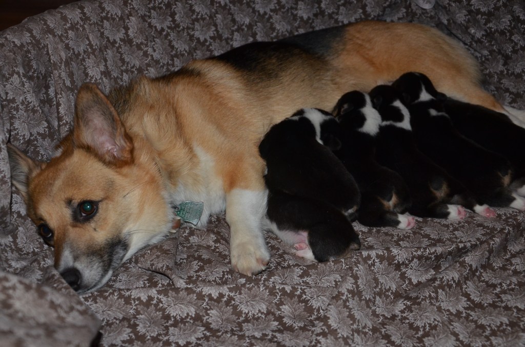 Redheaded tricolor Pembroke Welsh Corgi