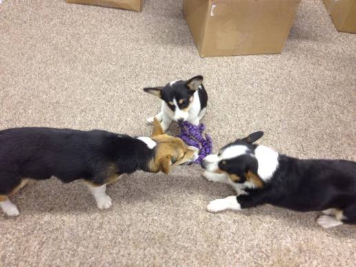 1464686_598165813565421_713231695_n