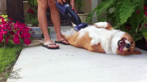 Vaccum your corgi