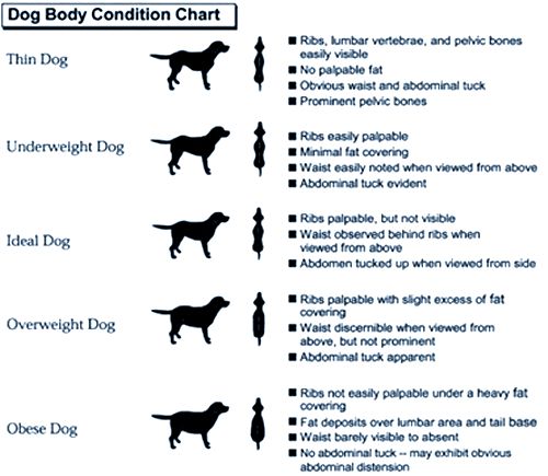 dog-ideal-weight-chart