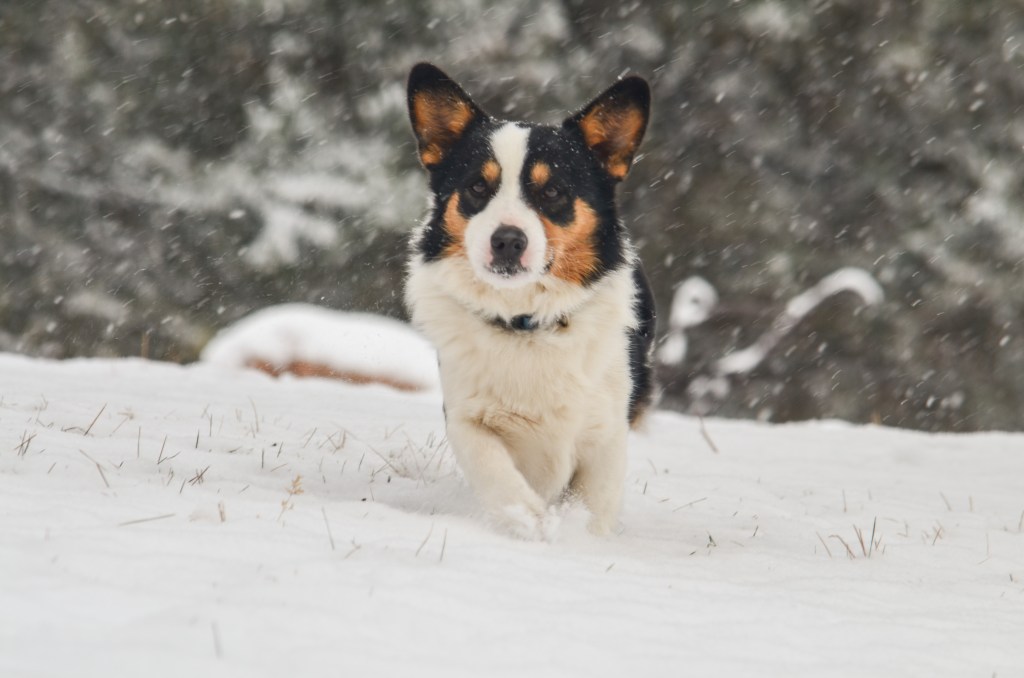 Black-headed tricolor Pembroke Welsh Corgi
