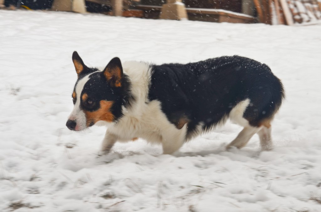 Black-headed tricolor Pembroke Welsh Corgi