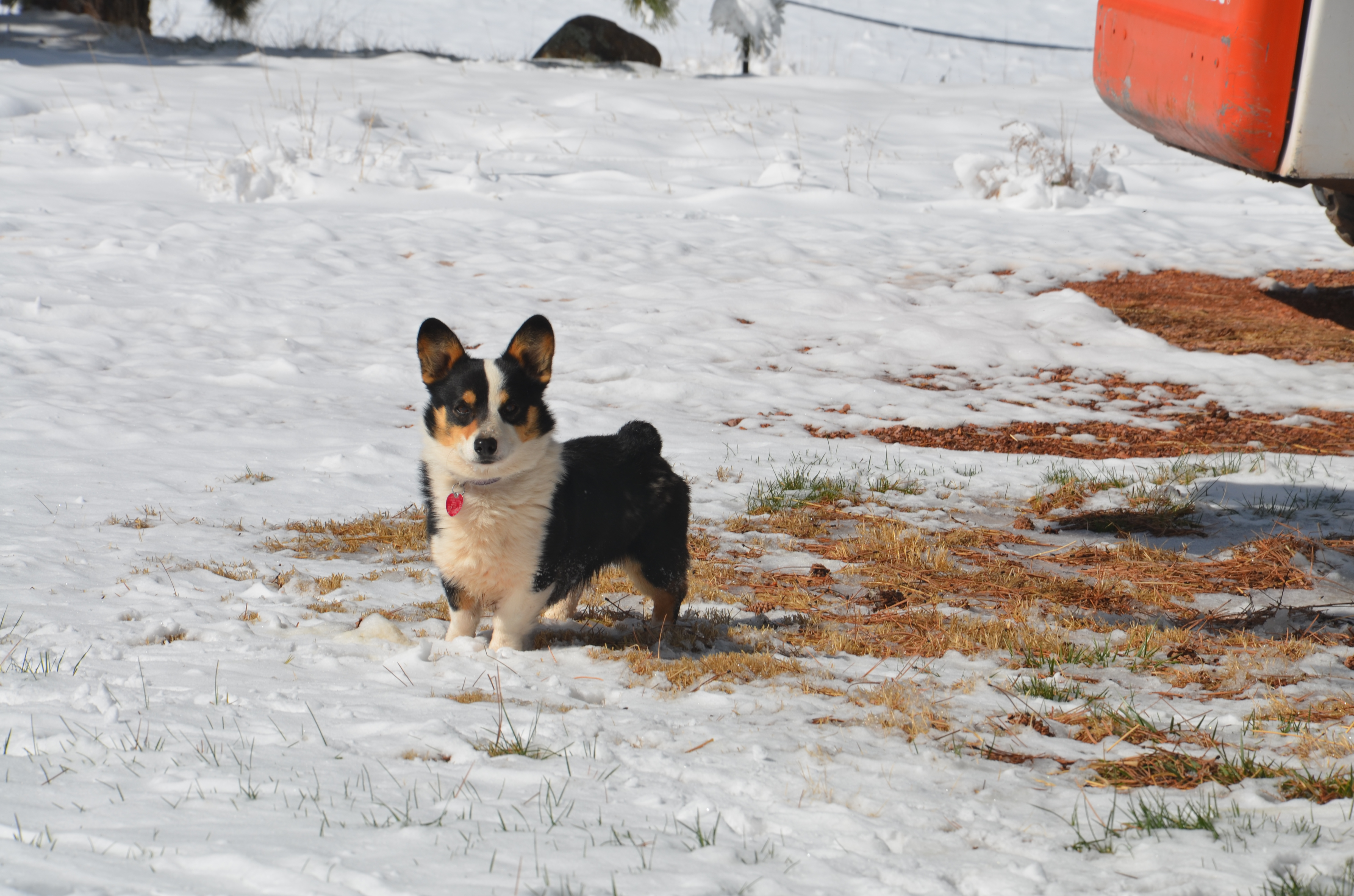 Black-headed tricolor Pembroke Welsh Corgi