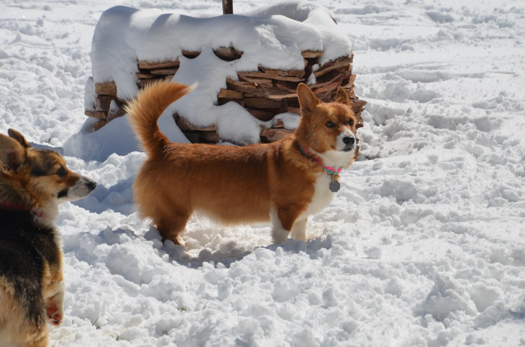 Red and white Pembroke Welsh Corgi