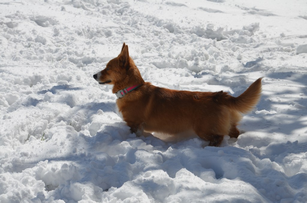 Red and white Pembroke Welsh Corgi