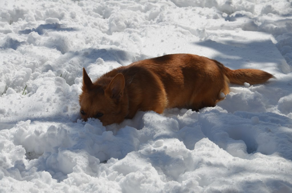 Red and white Pembroke Welsh Corgi
