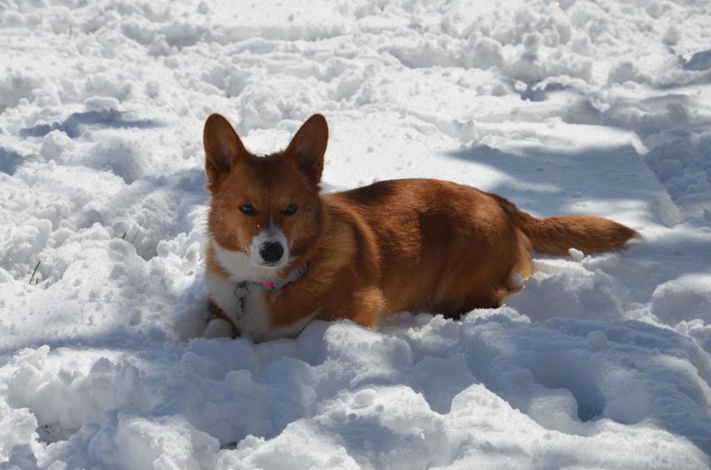 Red and white Pembroke Welsh Corgi