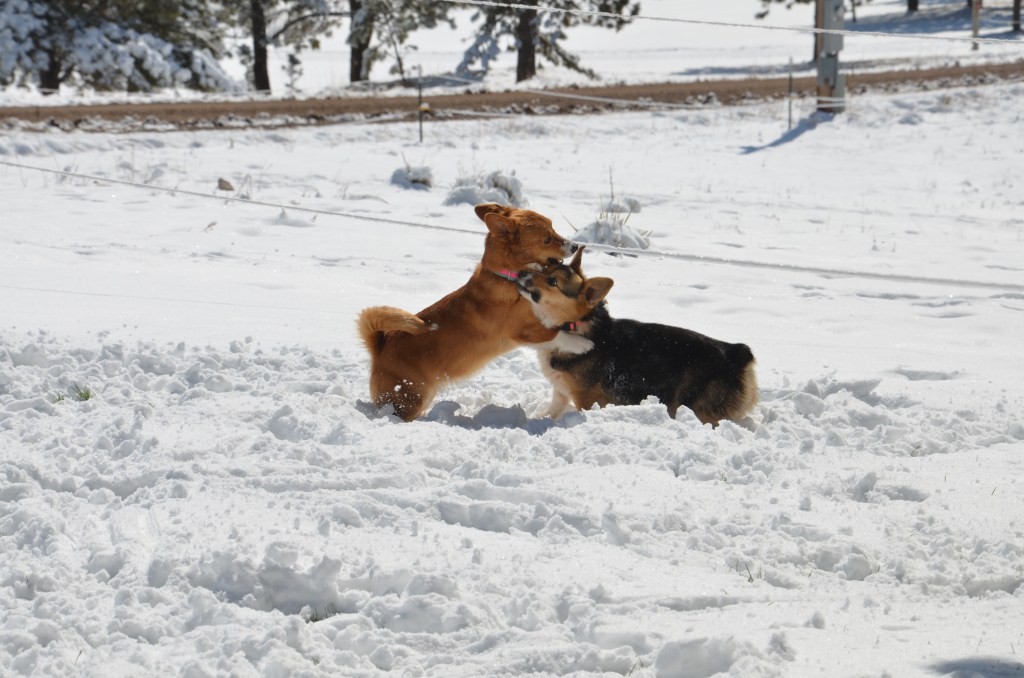 Red and white Pembroke Welsh Corgi