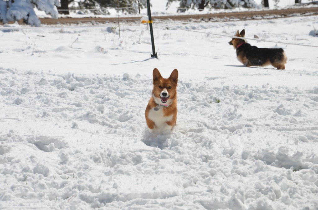 Red and white Pembroke Welsh Corgi