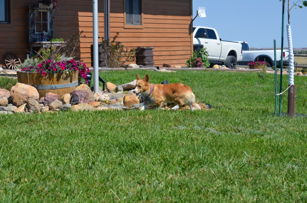 Fawn Pembroke Welsh Corgi
