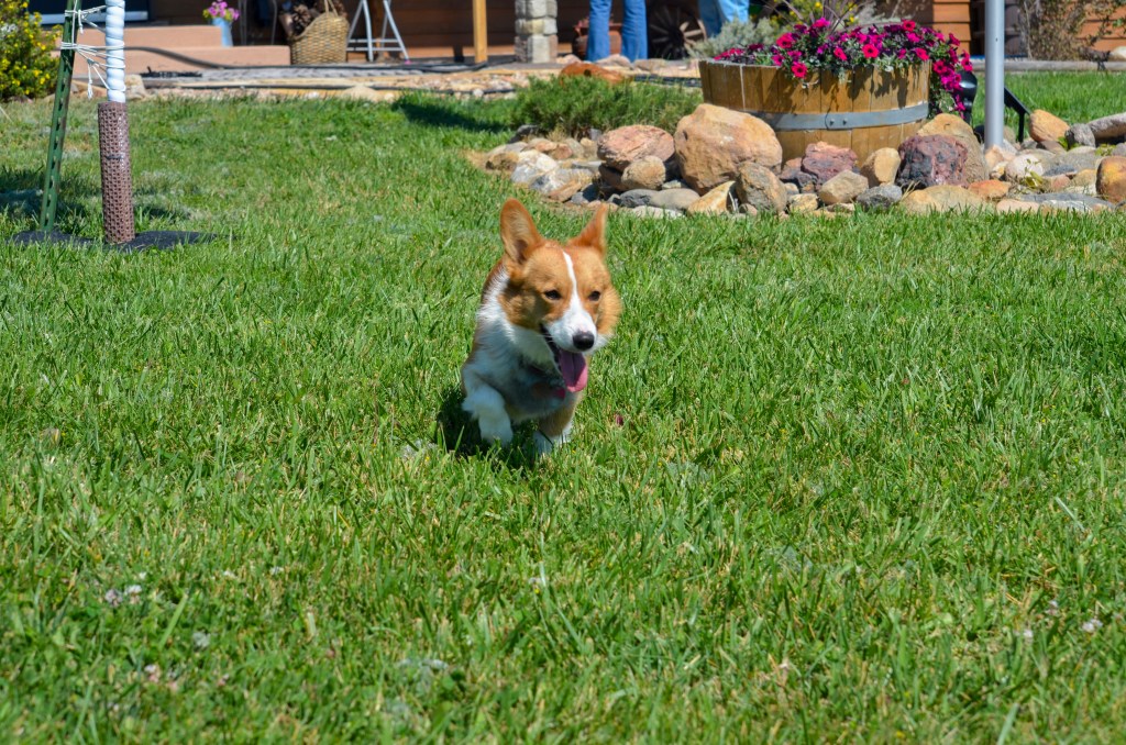 Fawn Pembroke Welsh Corgi