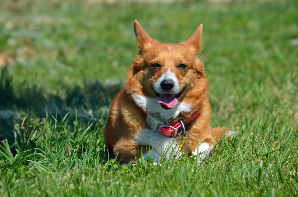 Red and white Pembroke Welsh Corgi