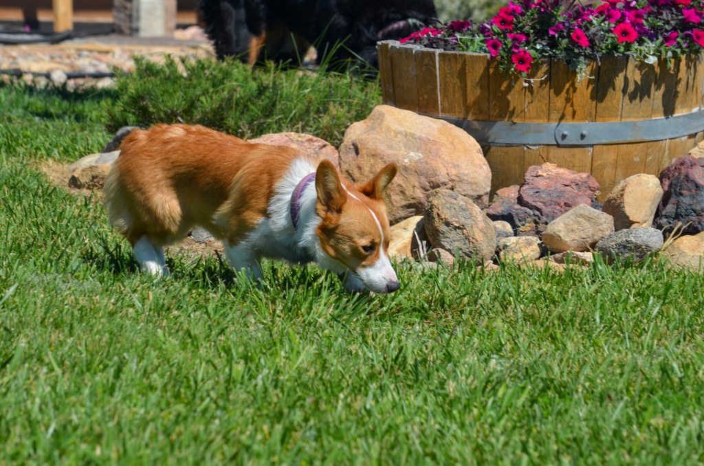 Fawn Pembroke Welsh Corgi