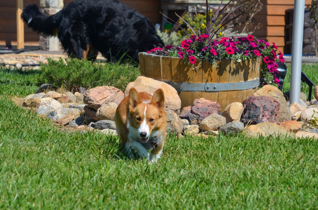 Fawn Pembroke Welsh Corgi