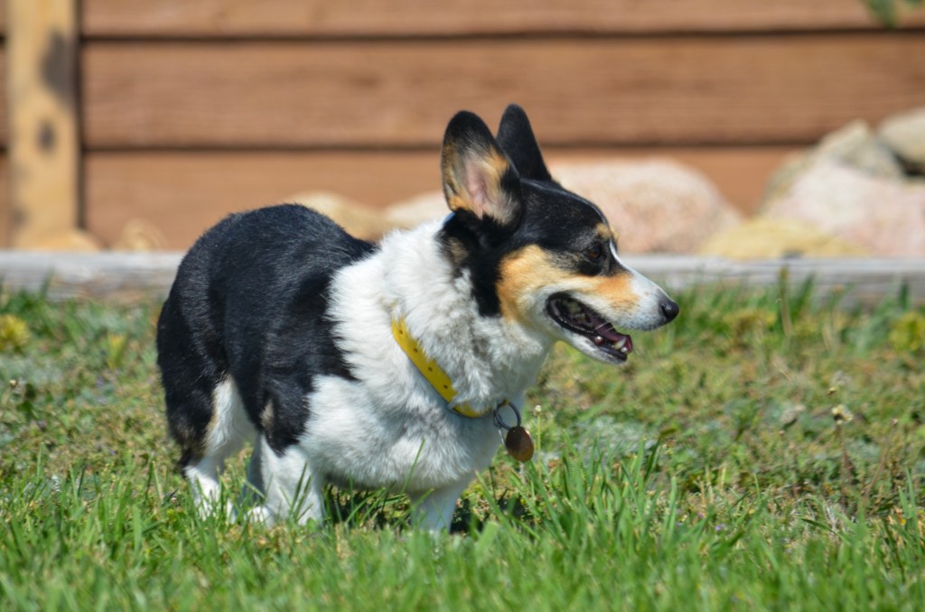 Black-headed tricolor Pembroke Welsh Corgi
