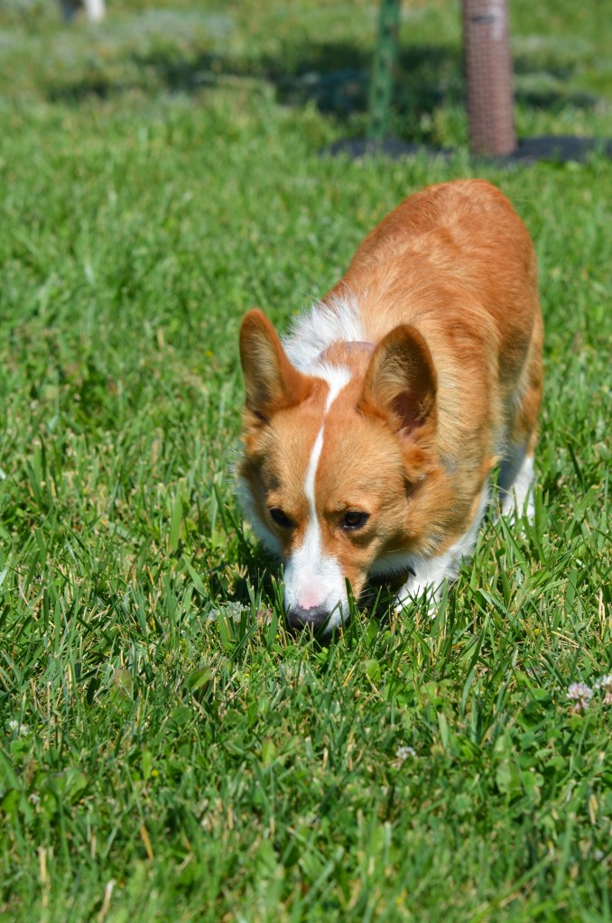 Fawn Pembroke Welsh Corgi