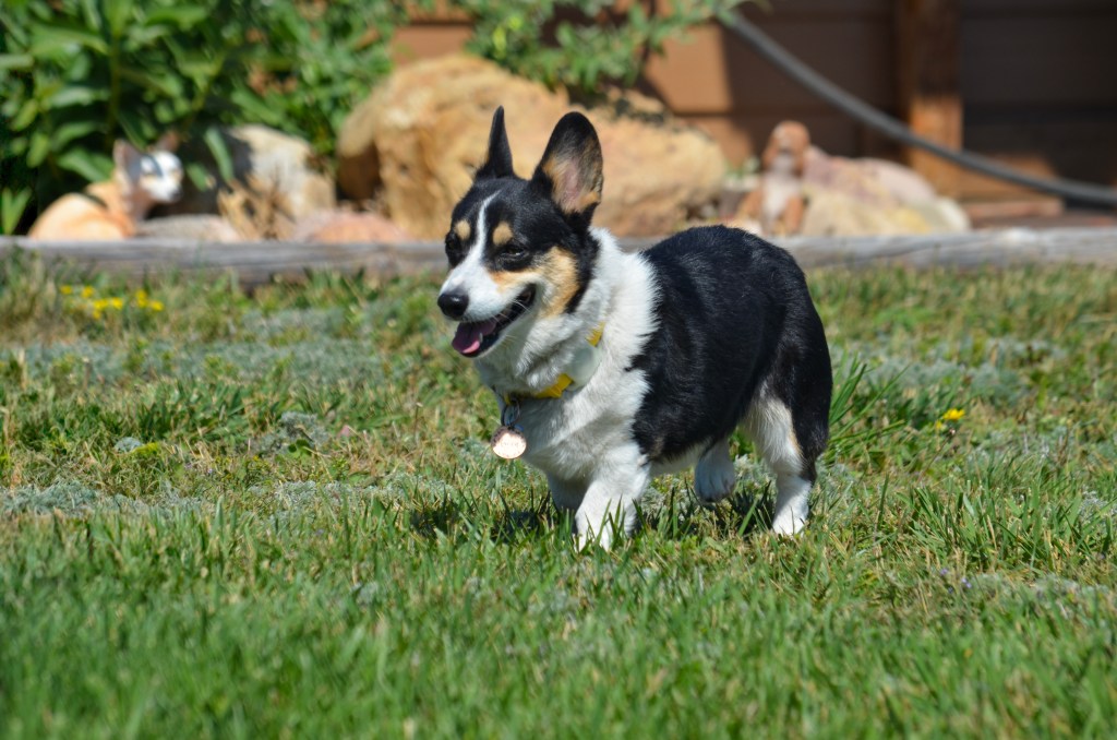 Black-headed tricolor Pembroke Welsh Corgi