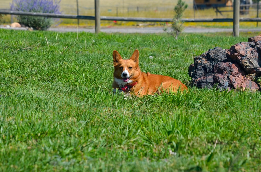 Red and white Pembroke Welsh Corgi
