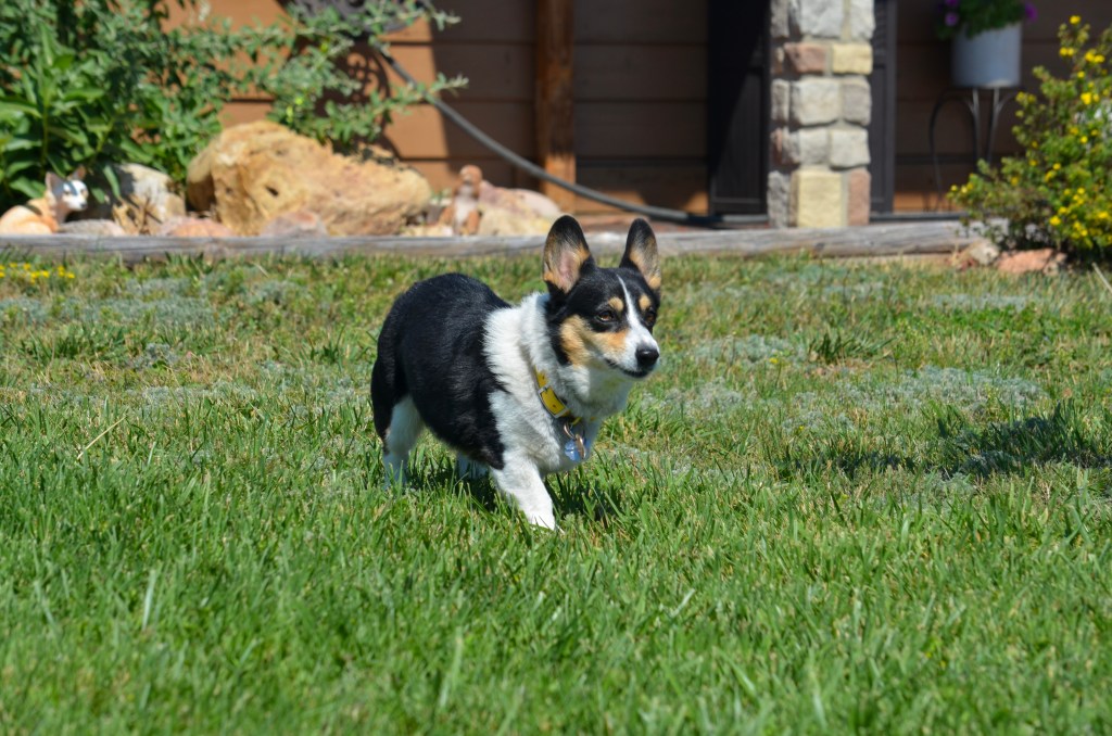 Black-headed tricolor Pembroke Welsh Corgi