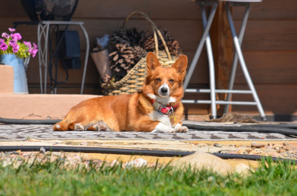 Red and white Pembroke Welsh Corgi