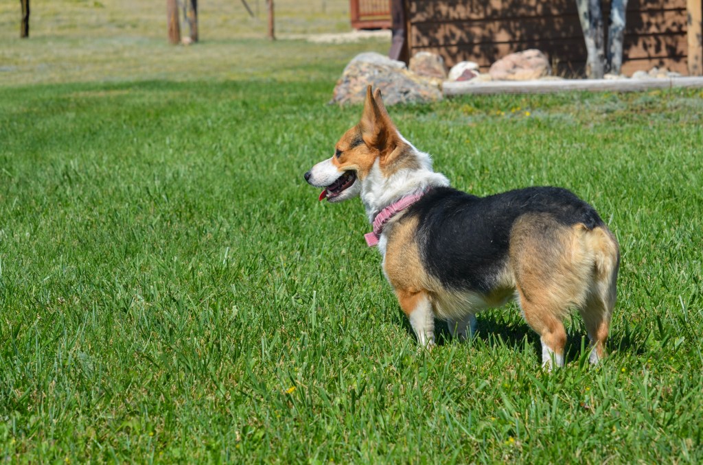 Redheaded tricolor Pembroke Welsh Corgi