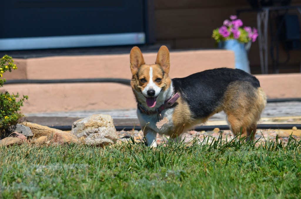 Redheaded tricolor Pembroke Welsh Corgi