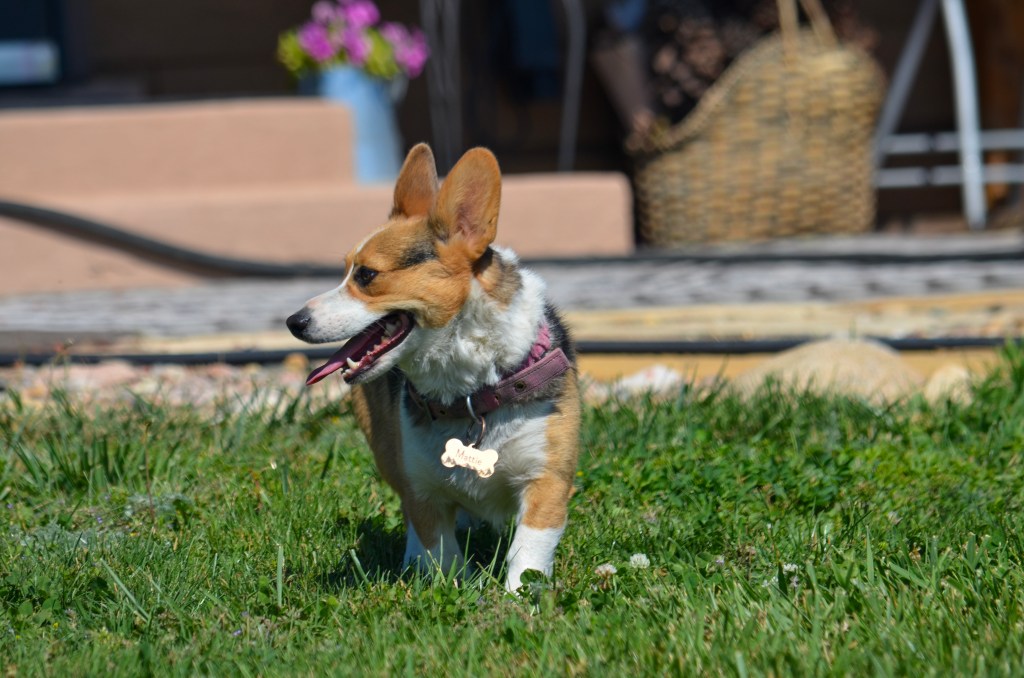 Redheaded tricolor Pembroke Welsh Corgi