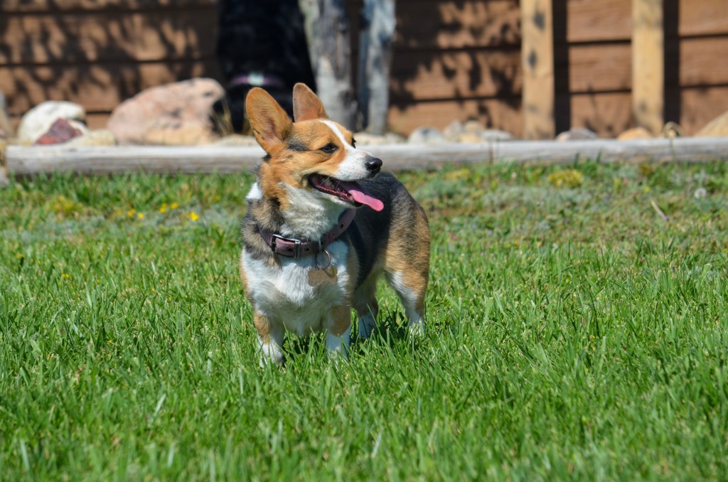 Redheaded tricolor Pembroke Welsh Corgi
