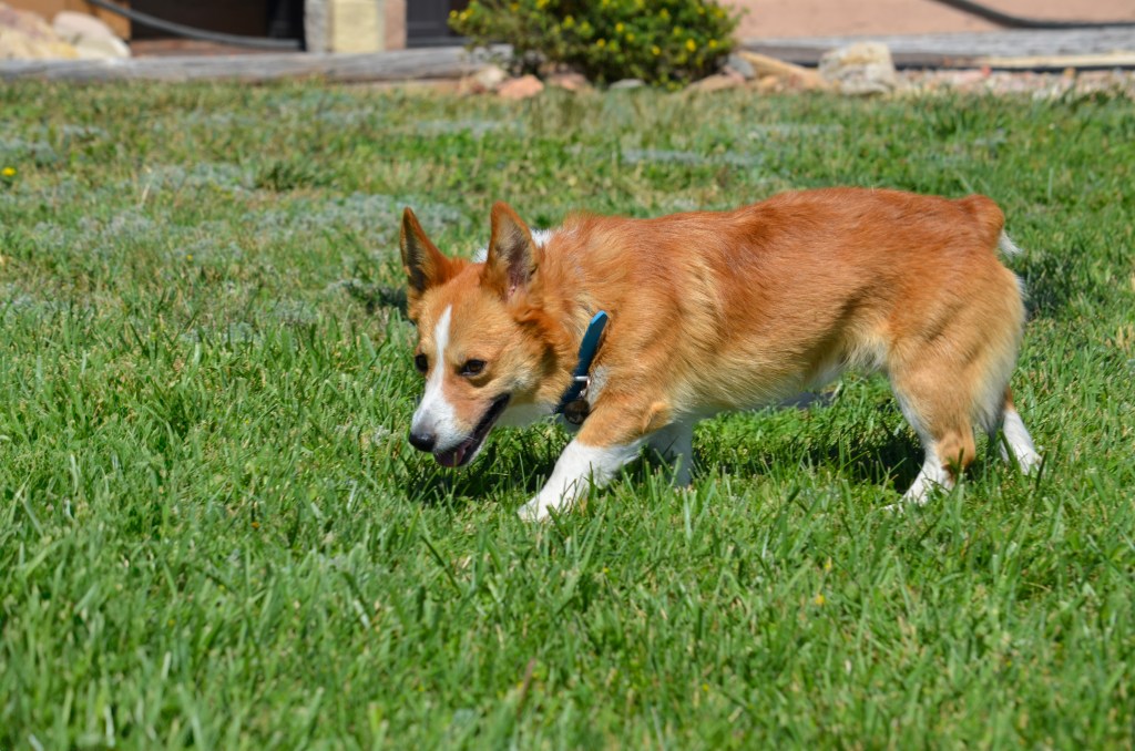 Red and white Pembroke Welsh Corgi