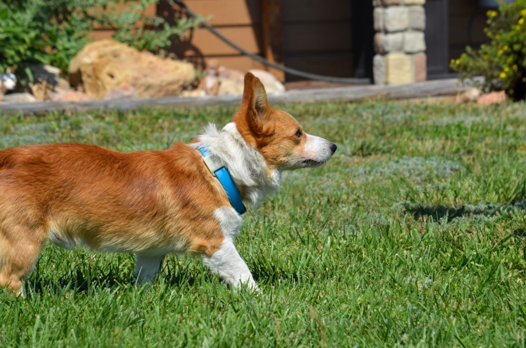 Red and white Pembroke Welsh Corgi