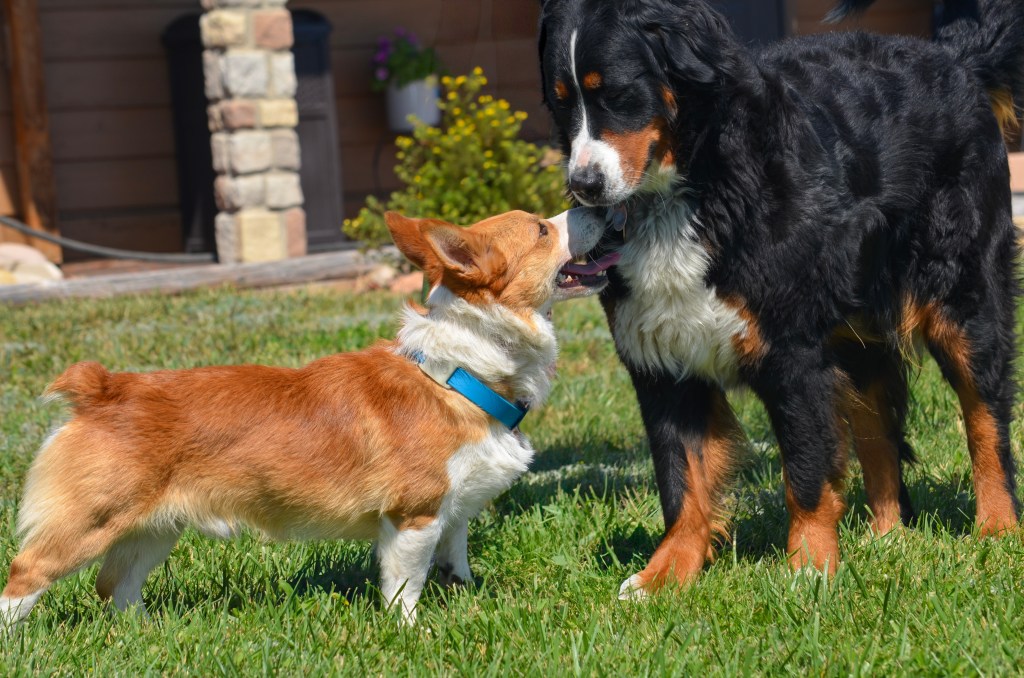 Red and white Pembroke Welsh Corgi