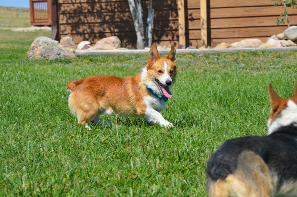 Red and white Pembroke Welsh Corgi