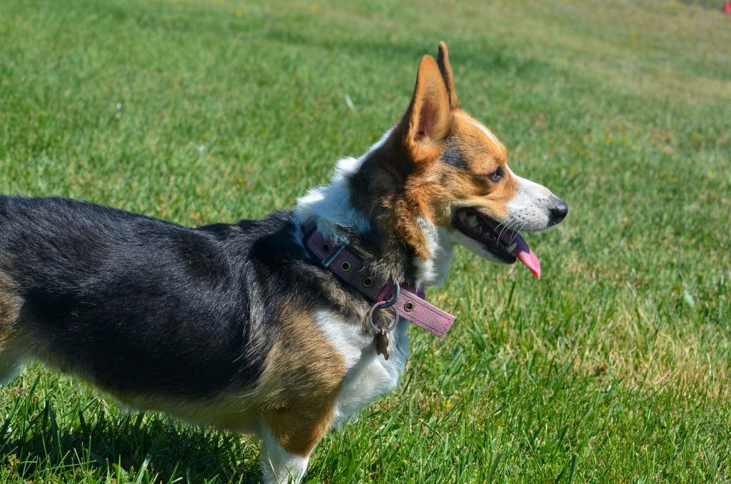 Redheaded tricolor Pembroke Welsh Corgi