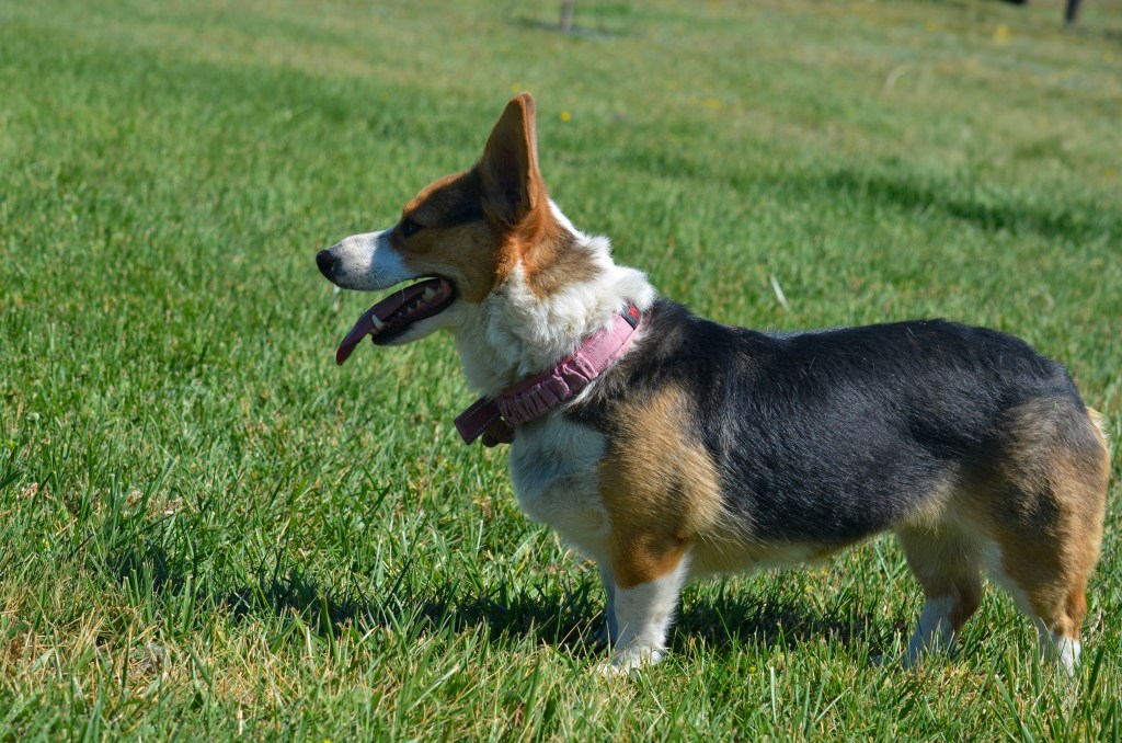Redheaded tricolor Pembroke Welsh Corgi