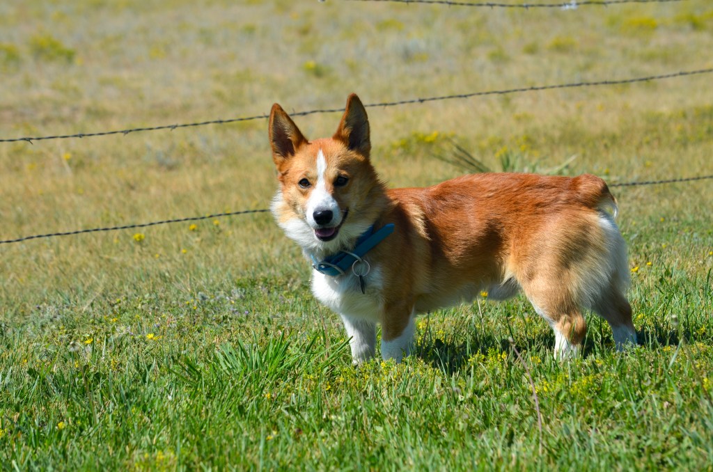 Red and white Pembroke Welsh Corgi