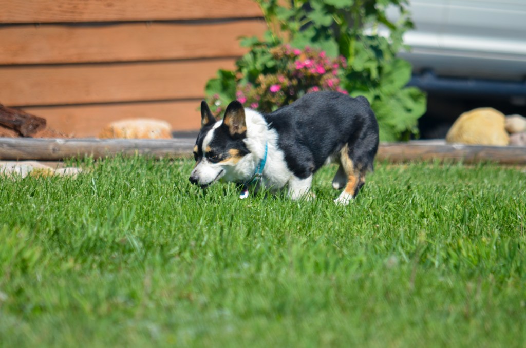 Black-headed tricolor Pembroke Welsh Corgi