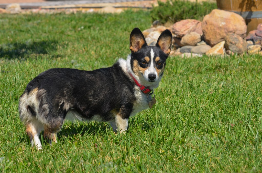 Black-headed tricolor Pembroke Welsh Corgi