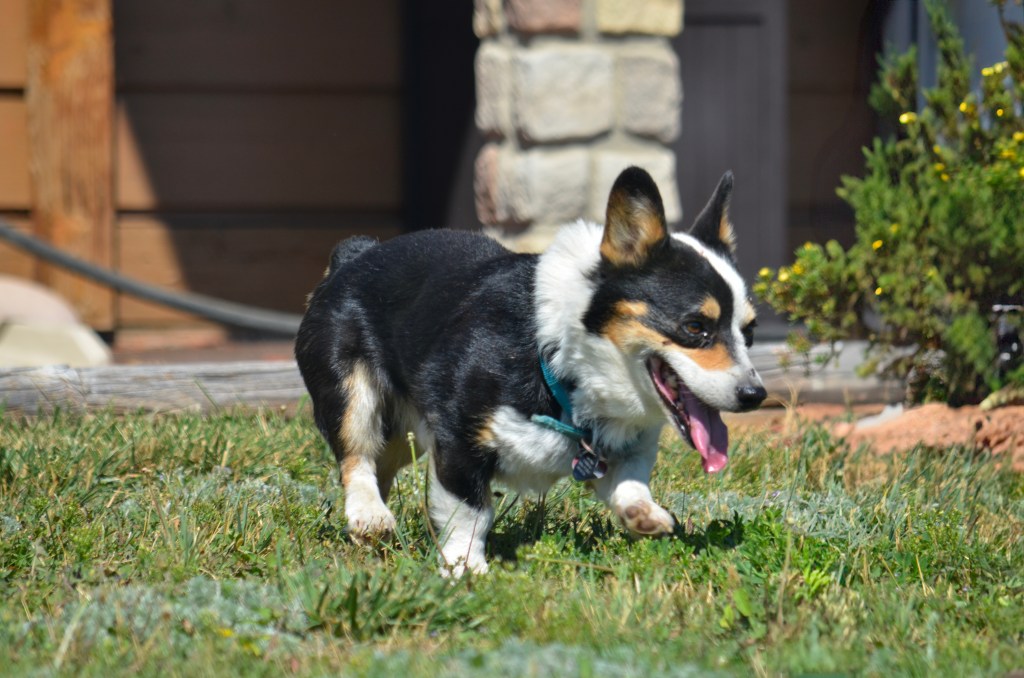 Black-headed tricolor Pembroke Welsh Corgi