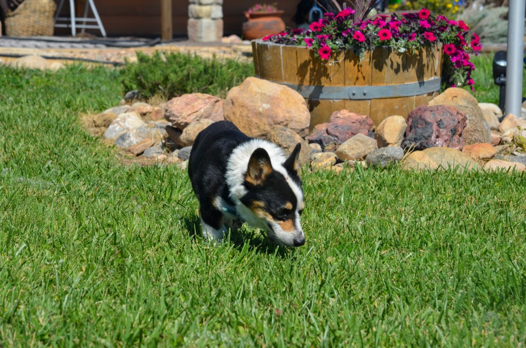 Black-headed tricolor Pembroke Welsh Corgi