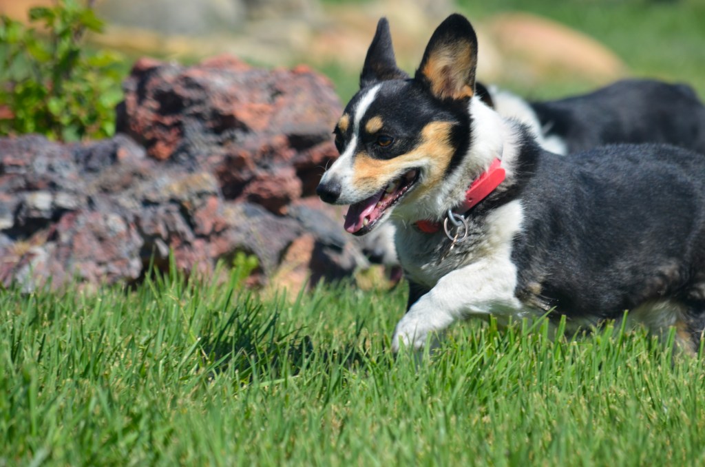 Black-headed tricolor Pembroke Welsh Corgi